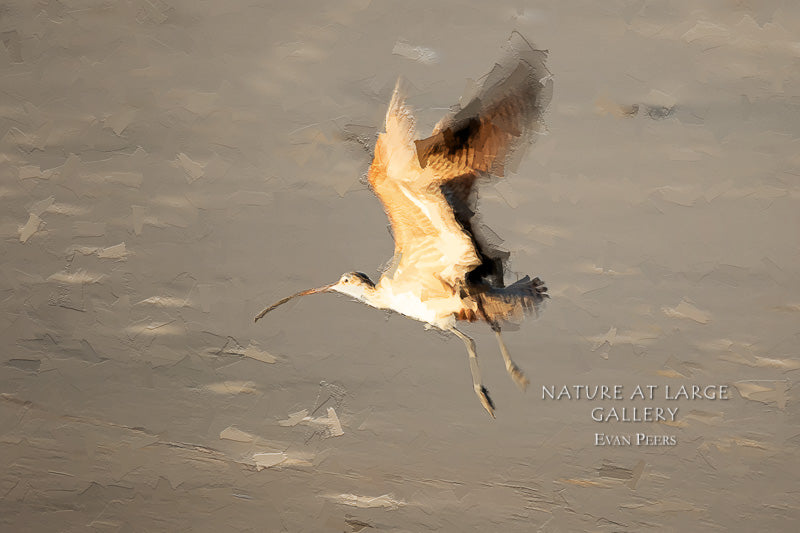 9057 Long Billed Curlew Oil Palette Knife Digital Art