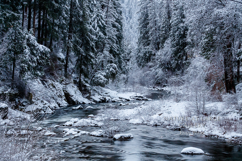 9969 American River White