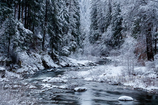 9969 American River White