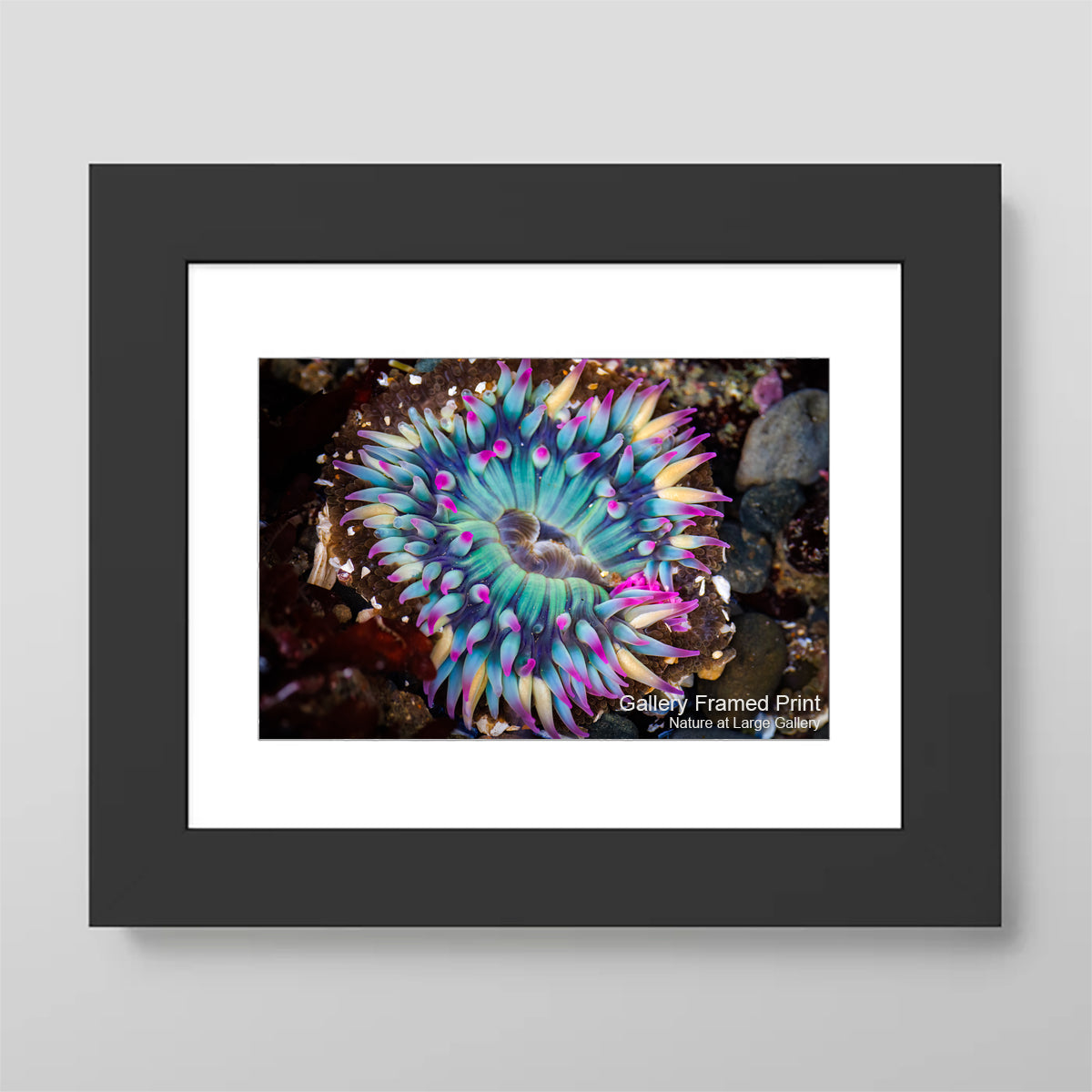 2910 Rainbow Sunburst Anemone