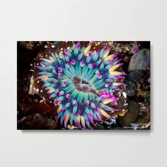 2910 Rainbow Sunburst Anemone