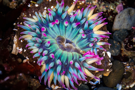 2910 Rainbow Sunburst Anemone