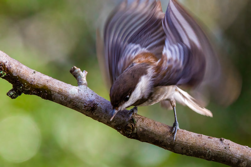 7085 Chestnut-backed Chickadee