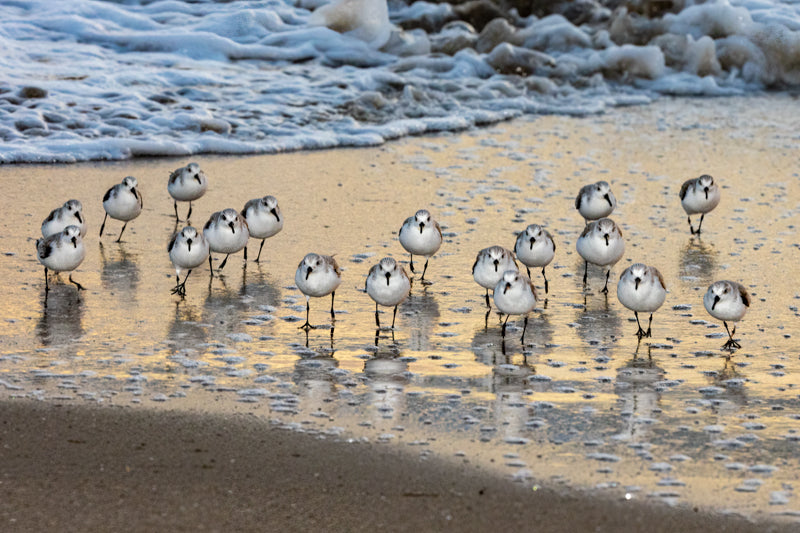 0600 Dancing Sanderlings