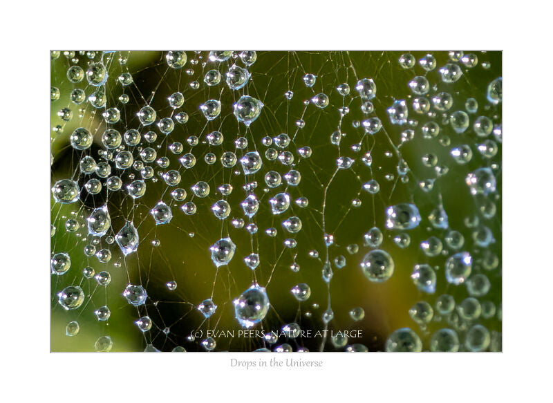 3641 Drops in the Universe