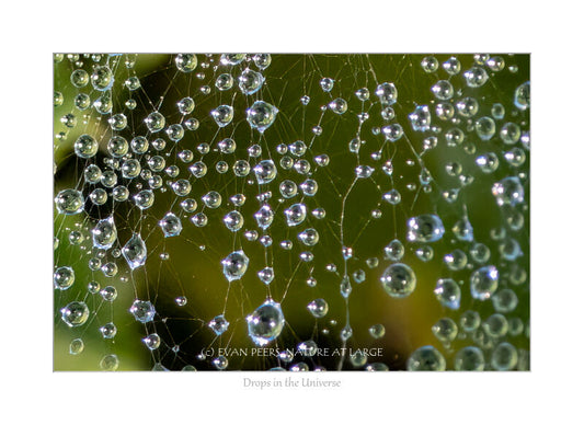 3641 Drops in the Universe