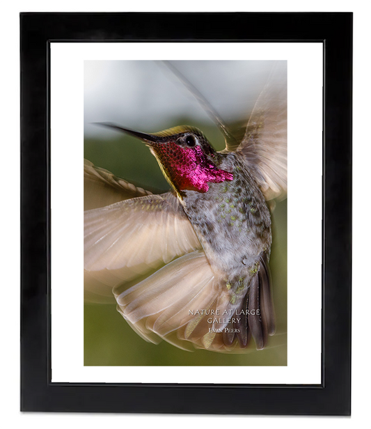 8555P "Spirit" Anna's Hummingbird Vertical