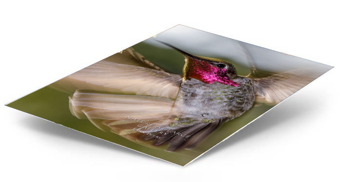 8555P "Spirit" Anna's Hummingbird Vertical
