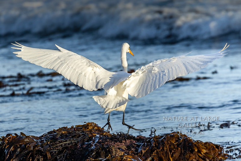 Birds – tagged 