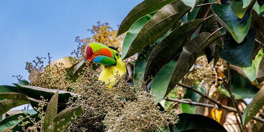 0282 Toucan in Treetops