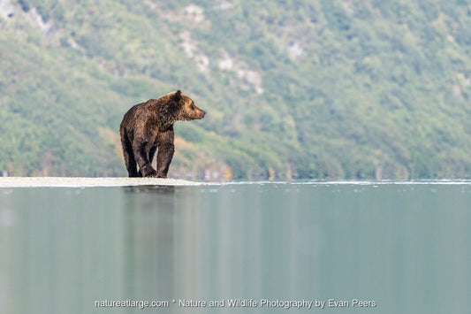 Coastal brown bear walking along the lake shore in Lake Clark National Park, Alaska