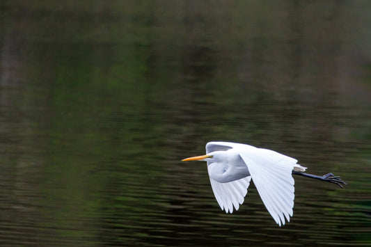 1262 Great Egret over Green Pond