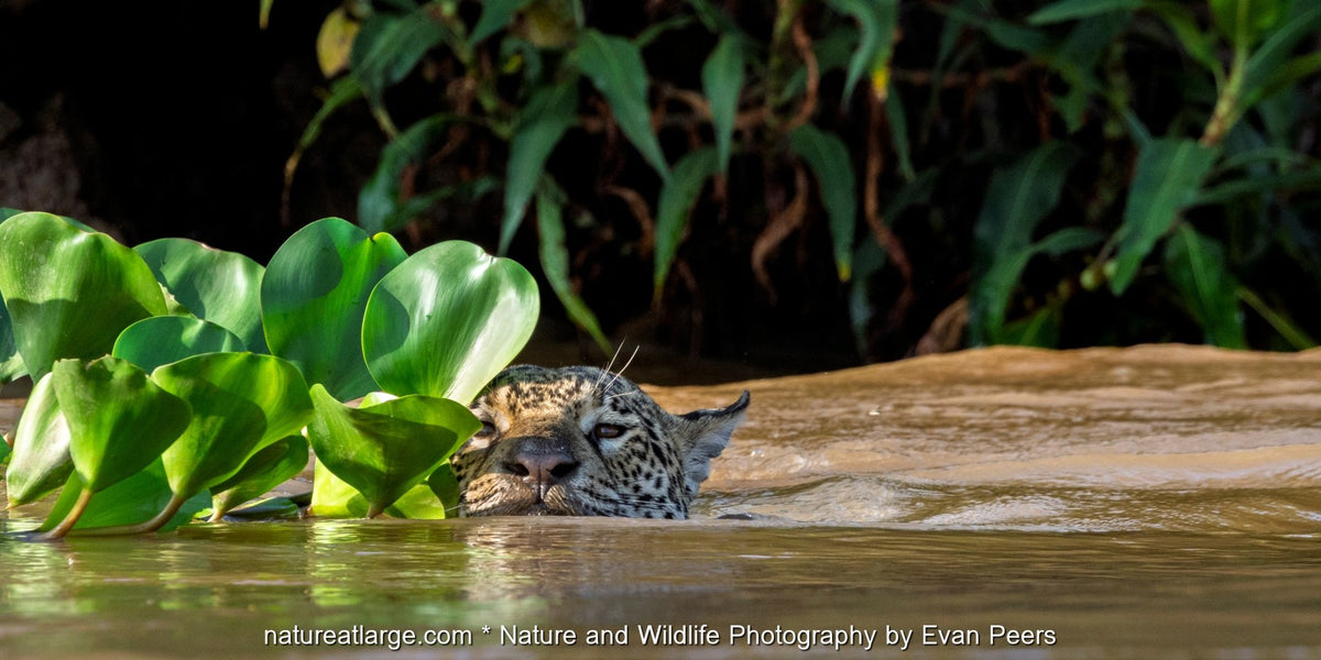 A jaguar swims past water hyacinths in the Pantanal, Brazil.