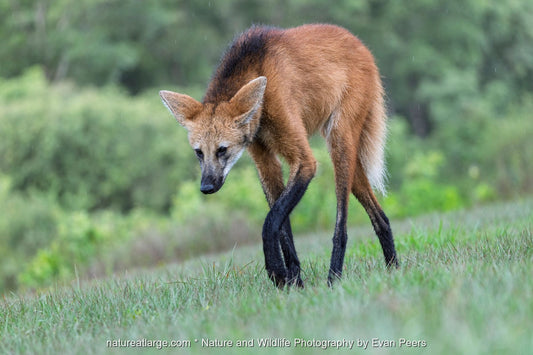 A maned wolf walks through wet grass in the Pantanal, Brazil.