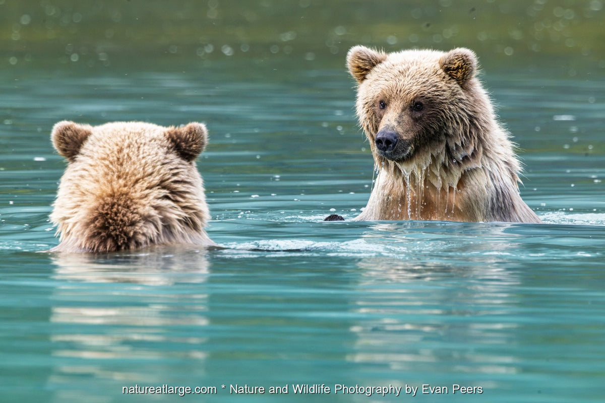 Two coastal brown bear cubs in turquoise water, one facing away and one looking back with water dripping from its chin, in Lake Clark National Park, Alaska