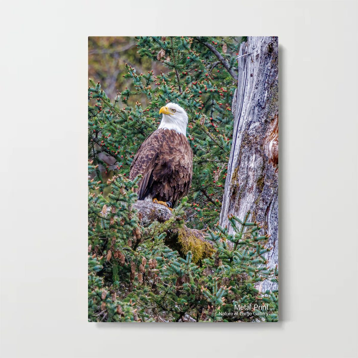8344 Majestic - Bald Eagle in Alaska