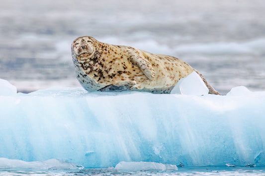 8578 Seal on Ice