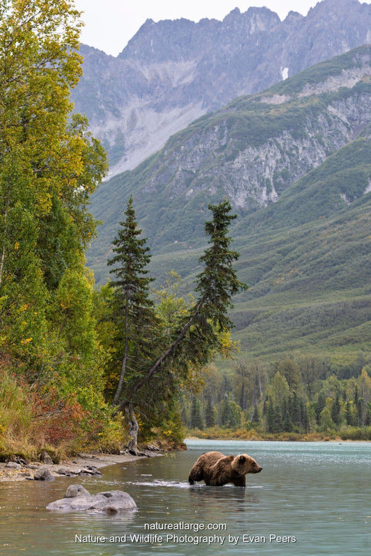 Coastal brown bear wading in a turquoise glacial-fed lake below jagged mountain peaks and autumn trees in Lake Clark National Park, Alaska