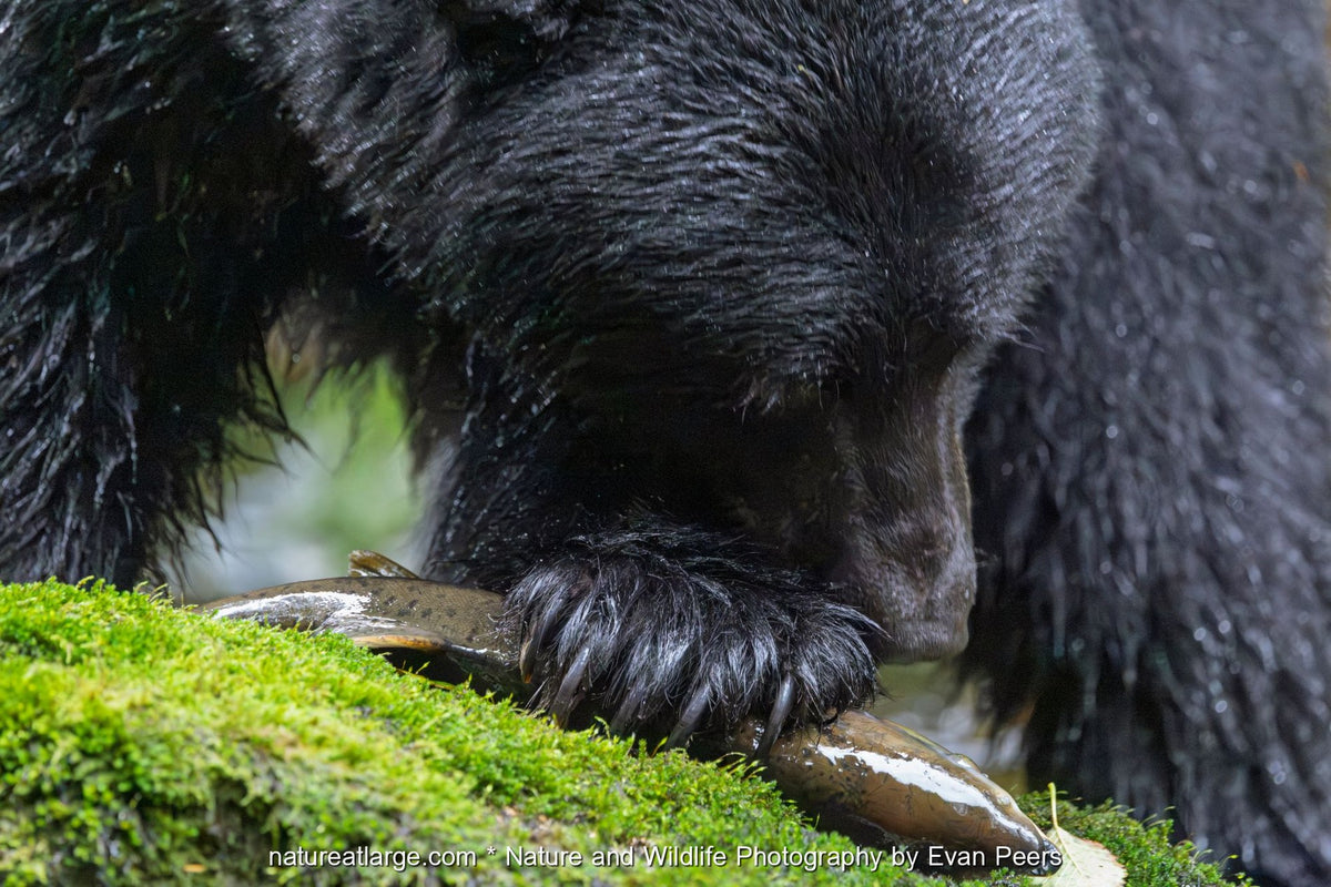 American black bear feeding on a salmon on a mossy bank in Great Bear Rainforest, British Columbia, Canada