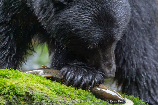 American black bear feeding on a salmon on a mossy bank in Great Bear Rainforest, British Columbia, Canada