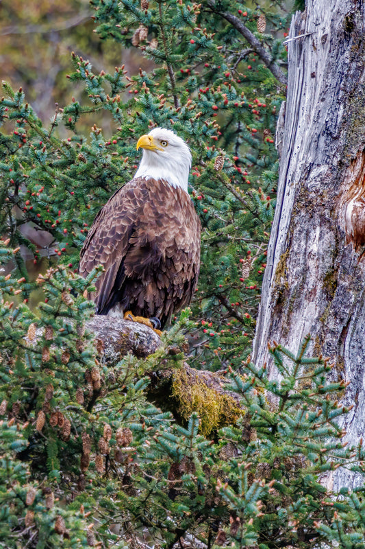 8344 Majestic - Bald Eagle in Alaska