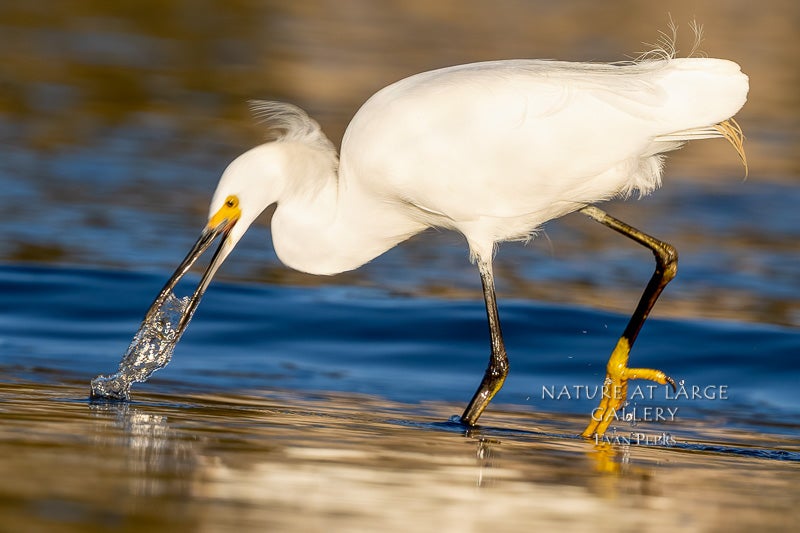 4249 Snowy Egret Grabs a Snack