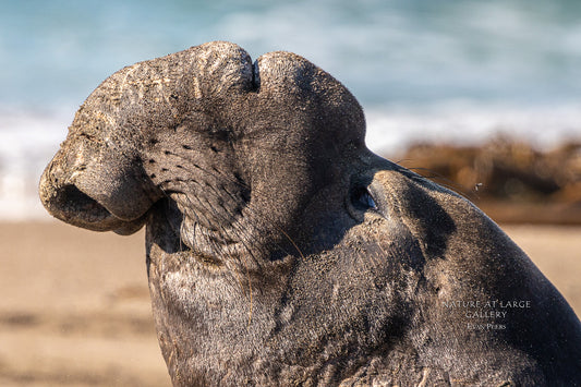4371 Bull Elephant Seal