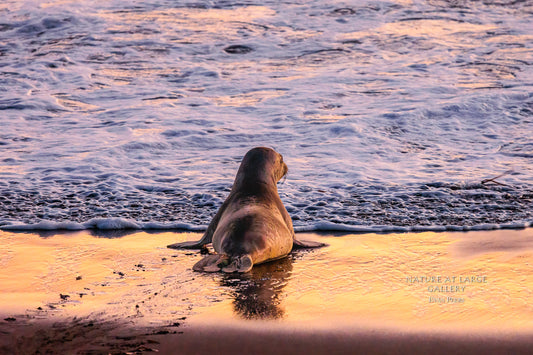 5506 Contemplating the Journey - Juvenile Elephant Seal