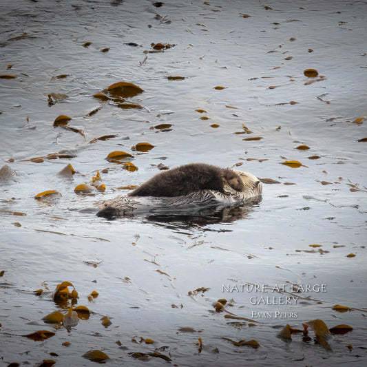 6382 Otter Mom & Pup