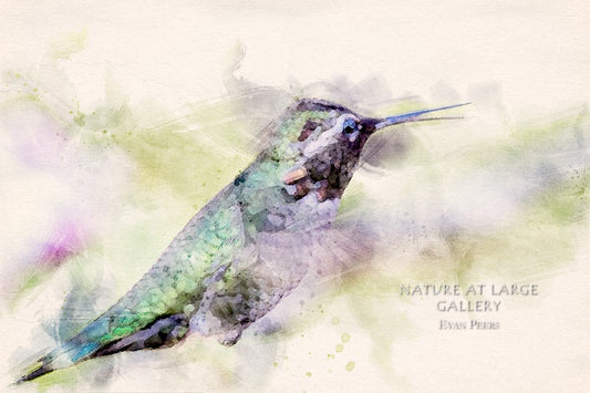 8379 Hummingbird Watercolor Digital Art
