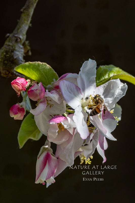 8764 Apple Blossom with Bee