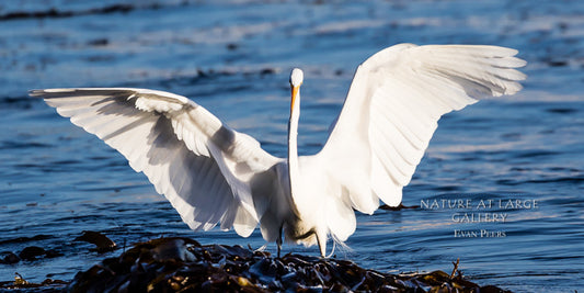 8953 Great Egret Wings from Front Photograph Print
