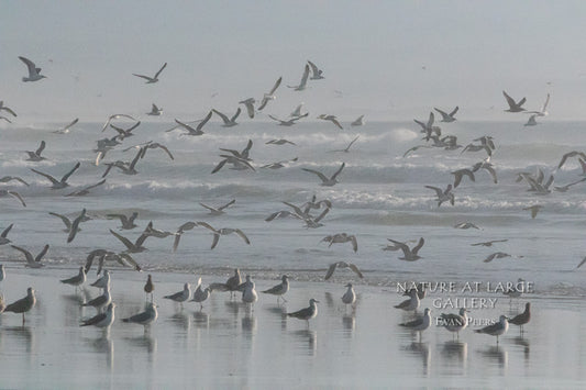 9033 Winter Flock of Seagulls on Stormy Sea