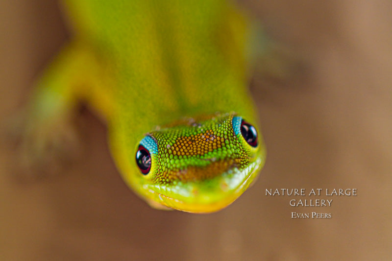 9366 Day Glow Gecko Looking at You