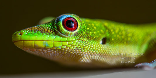 9417 Day Glow Gecko Profile