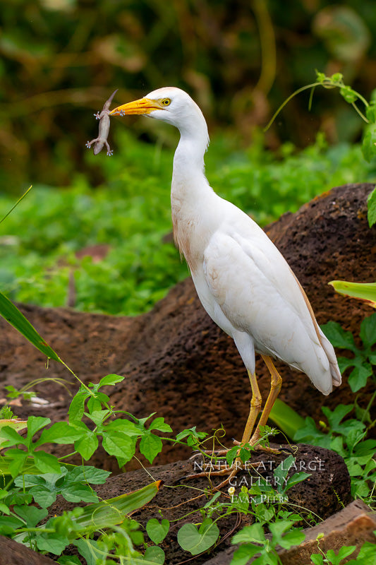 9650 Cattle Egret with Gecko