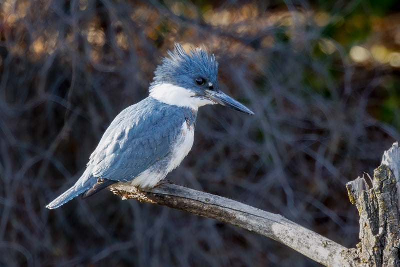 Belted Kingfisher perches on a tree branch