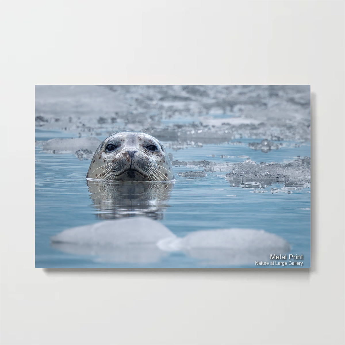 0969 I See Seal