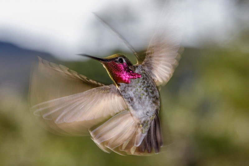 8555 "Spirit" Anna's Hummingbird Wide