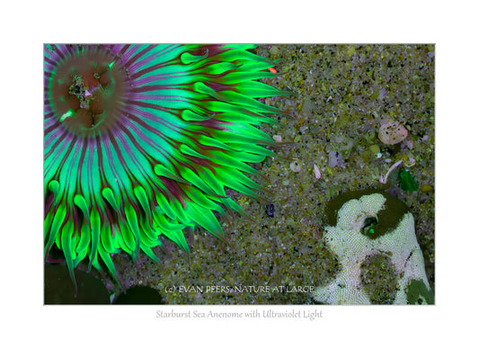0542 Sea Anemone Under Ultraviolet Light